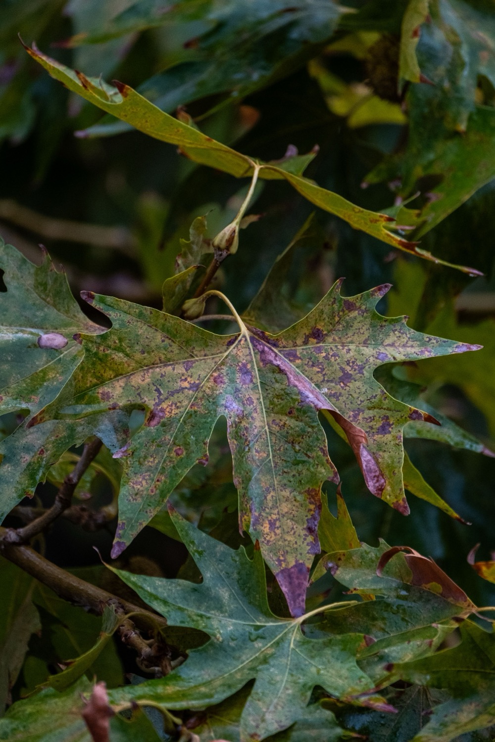 Bunte Herbstblätter, wobei der Titel auch hier etwas länger sein kann theoretisch